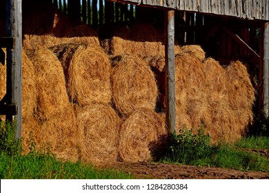 Dry baled hay bales stack, rural countryside straw background. Hay bales straw storage shed full of bales hay on agricultural farm. Rural land cowshed farm with hay straw bales stack under old shed - Powered by Shutterstock