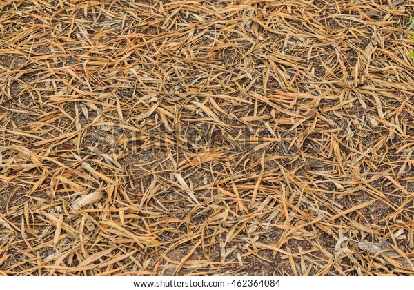 Dry Bamboo Leaves Turning Brown Texture Stock Photo Edit Now