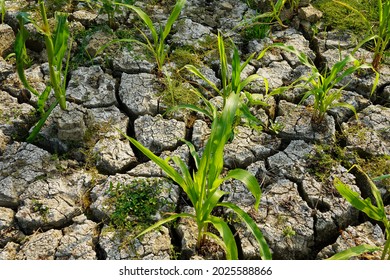 
Dry And Barren Soil In A Prolonged Dry Season Causes The Soil To Crack. In Such A Season Only Crops Such As Corn Can Still Grow.