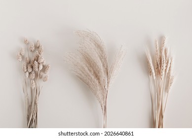 Dry Beige Grass Plant Set Top View On Beige Backdrop.Flowers Background . Interior Poster