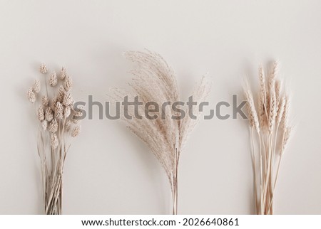 Dry beige grass plant set top view on beige backdrop.Flowers background . Interior poster
