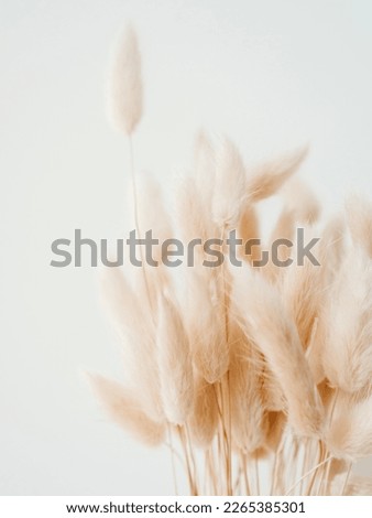 Dry beige lagurus on white background. Floral background of dry flowers. Front view, copy space