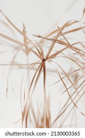 Dry Beige Plant Selective Focus Blured Background .Interior Botanical Poster.Plant Card