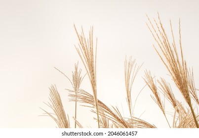 Dry beige reeds herbs. Autumn pampas grass plants background.  - Shutterstock ID 2046061457