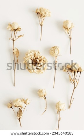 Dry beige roses flowers pattern top view on white background. Floral card.Aesthetic botanical poster. Vintage toned.