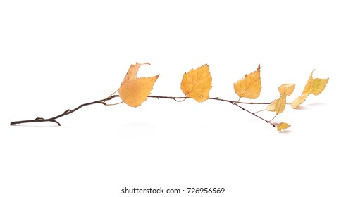 Dry Birch Leaf Isolated On White Background