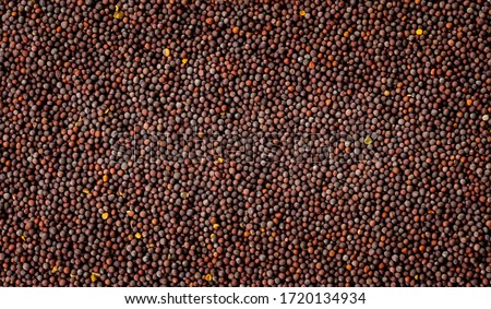 Dry Black Mustard Seeds top view background or texture. Healthy spices, nuts, seeds and herbal products.