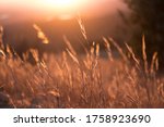 Dry blades of grass are seen in a dreamy photo taken at sunset on Potato Mountain in Claremont Wilderness Park near Los Angeles, California