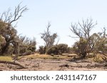 A dry bleached creek bed and baking hot sun herald a possible drought in Australia