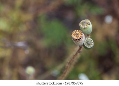Dry bolls with field poppy seeds closeup on a blurred background