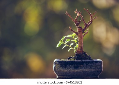Dry bonsai tree trunk with fresh green sprigs over blurred natural background with copy space. 
