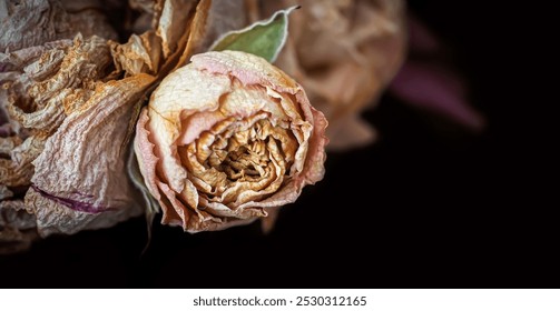 Dry bouquet. Close-up image of dried flowers in a bouquet. Life and death concept. Withered flower background - Powered by Shutterstock