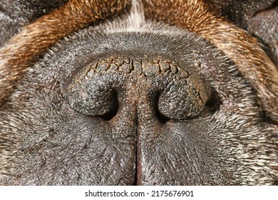 Dry Brachycephalic Dog Nose With Narrow Nostrils Of A French Bulldog 