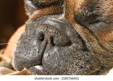 Dry Brachycephalic Dog Nose With Narrow Nostrils Of A French Bulldog 