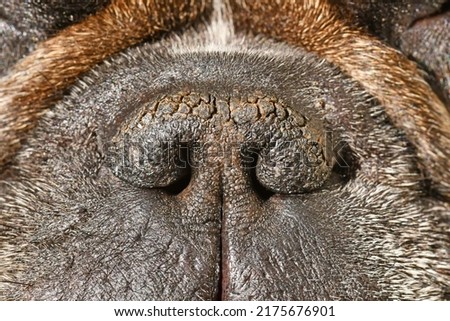 Dry brachycephalic dog nose with narrow nostrils of a French Bulldog 