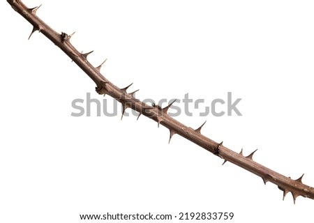 Dry bramble branch with thorns isolated on white background, copy space