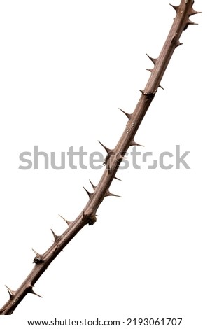 Dry bramble branch with thorns isolated on white background, clipping path