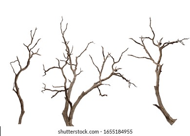 Dry Branch Of Dead Tree With Cracked Dark Bark.beautiful Dry Branch Of Tree Isolated On White Background.Single Old And Dead Tree.Dry Wooden Stick From The Forest Isolated On White Background .