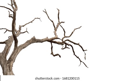 Dry branch of dead tree with cracked dark bark.beautiful dry branch of tree isolated on white background.Single old and dead tree.Dry wooden stick from the forest isolated on white background . - Shutterstock ID 1681200115