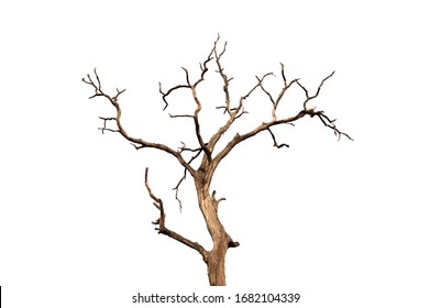 Dry branch of dead tree with cracked dark bark.beautiful dry branch of tree isolated on white background.Single old and dead tree.Dry wooden stick from the forest isolated on white background . - Powered by Shutterstock