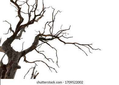 155,865 Horror tree Images, Stock Photos & Vectors | Shutterstock