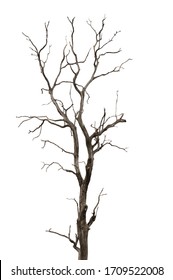 Arbre Mort Images Stock Photos Vectors Shutterstock