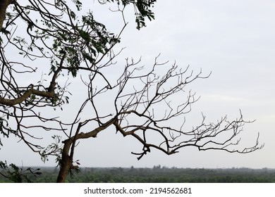 Dry Branch Of Dead Tree With Cracked Dark Bark In Forest. Dry Branch On Hill