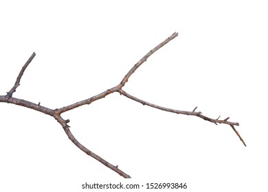 Similar Images, Stock Photos & Vectors of dry thin branches of the tree ...