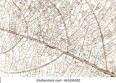 it is dry branch of leaf for pattern and background.