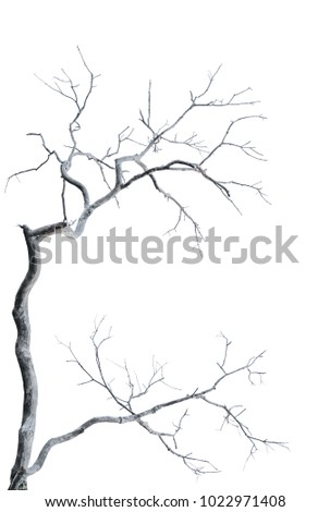 dry branch tree isolated on white background