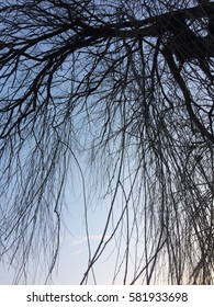 Dry branches