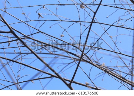 Dry branches