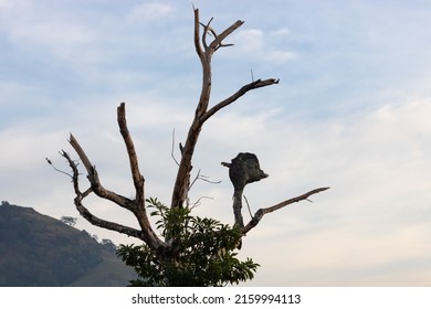 Dry Branches Of A Bird-shaped Tree With Open Wings, Leaves That Look Like Feathers And A Head Formed By A Large Termite Mound. Natural Light On A Cloudy Day