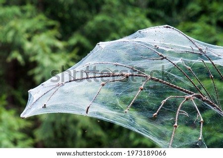 Dry branches covered with thick cobwebs in the forest. Dense spider webs covering plants.