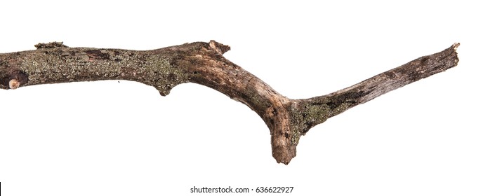 Dry branches with cracked dark bark. Isolated on white background - Shutterstock ID 636622927