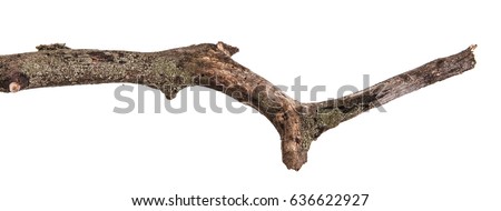 Dry branches with cracked dark bark. Isolated on white background