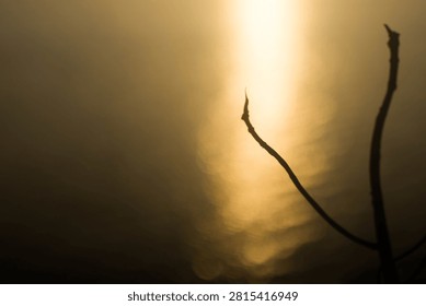 Dry branches and evening light.