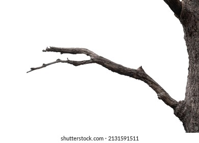 dry branches, dry branches, isolated on white background - Powered by Shutterstock