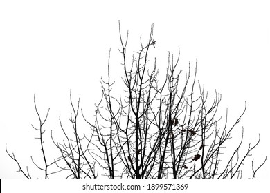 Dry branches isolated silhouette. A single black tree without leaves on white background.