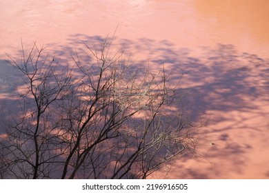 Dry Branches And Tree Shadows In The Nan River