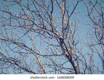 Dry Branches Of Trees On Winter. A Symbol Of Dryness Or Desertion 