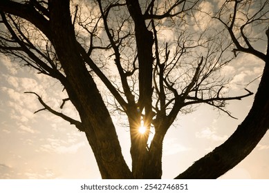 Dry branches and winter morning sunlight - Powered by Shutterstock