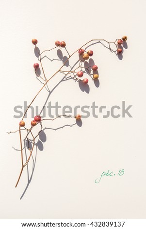 Similar – Kleine Blüten von Arbutus unedo in der Natur