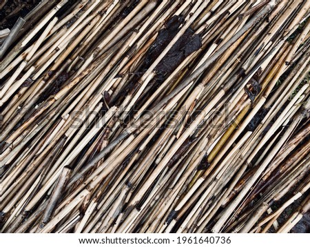 dry broken stalks of reeds close-up.