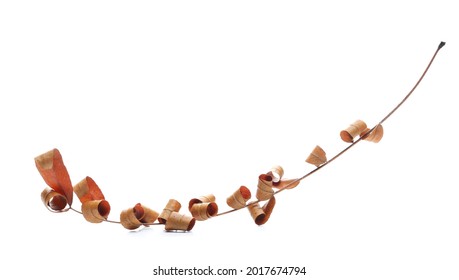 Dry Brown Acacia Twig With Leaves Isolated On White Background