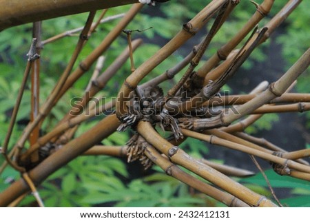 
dry brown bamboo stems that have many branches Foto stock © 