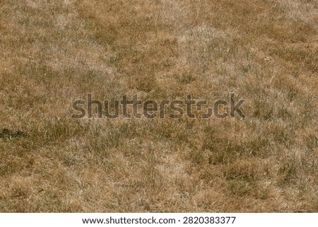 Dry Brown Grass Texture Background in Summer Drought