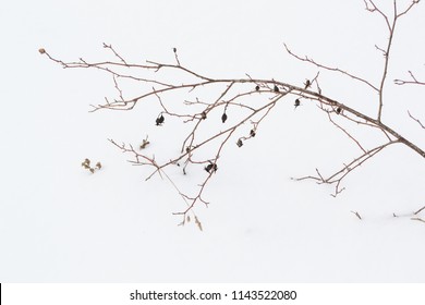 Dry brown grass in white snow. Dry plants appear through loose snow. - Powered by Shutterstock