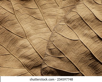 Dry Brown Leaf Texture