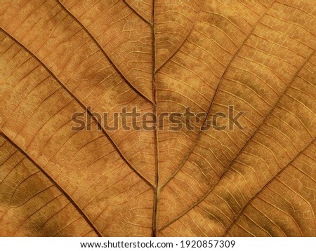 dry brown leaf texture ( teak leaf )